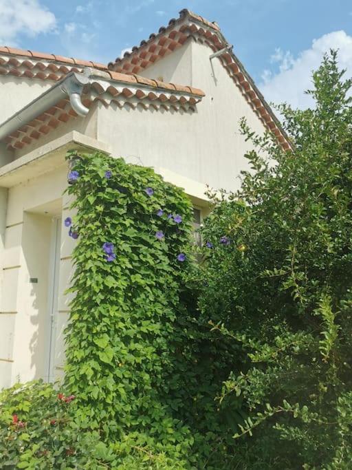 Maison Avec Piscine Dans Village Provencal. Courthézon Exteriör bild
